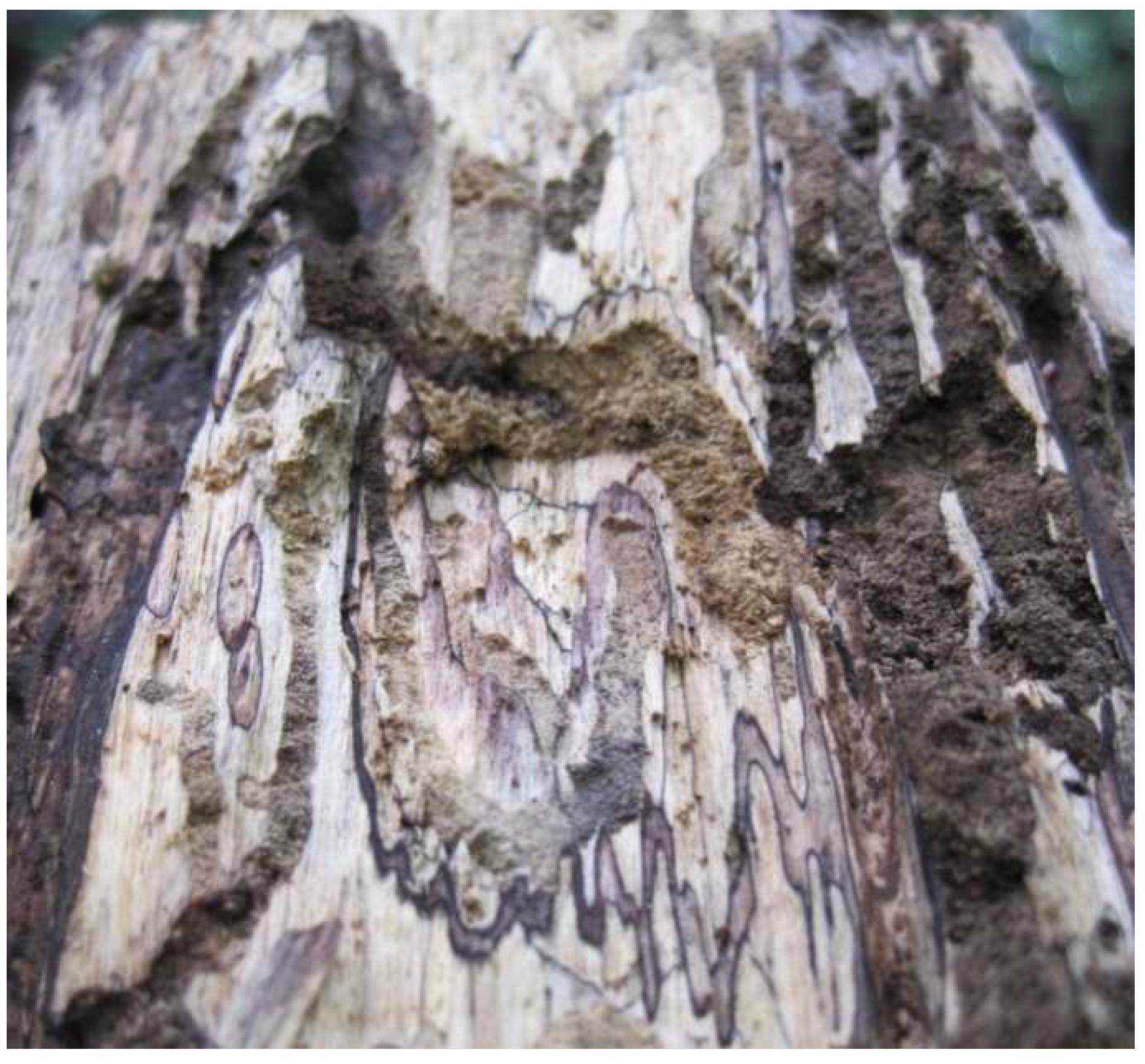 Encyclopedia | Free Full-Text | Cultures of Spalting